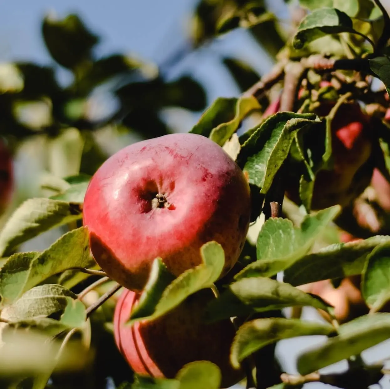 Ein Apfel am Baum in einem Obstgarten in Bad Feilnbach